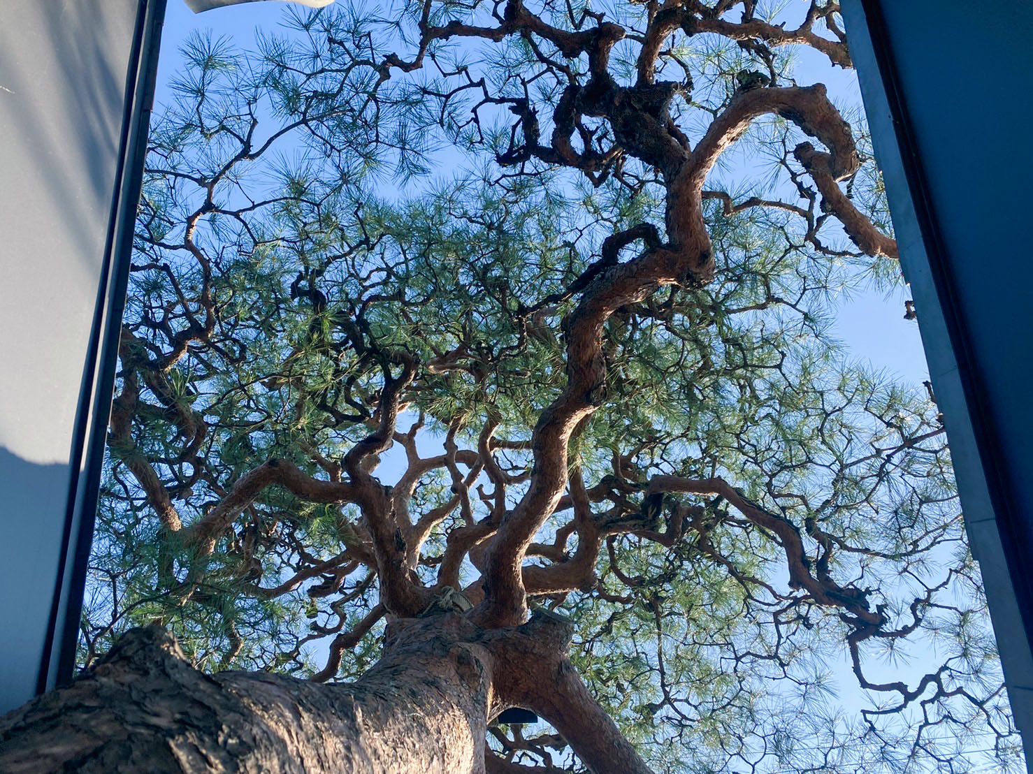 赤松のあるお庭